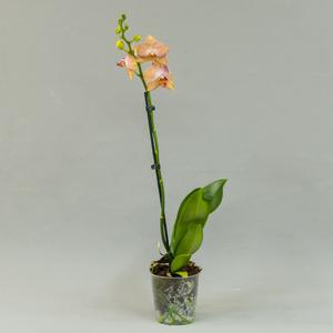 Фаленопсис (Phalaenopsis)