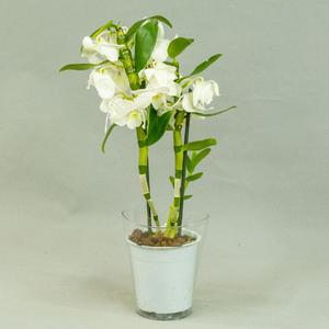 Дендробиум (Dendrobium)