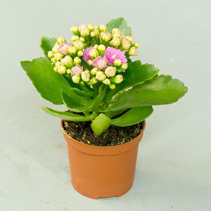 Каланхоэ (Kalanchoe)