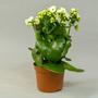 Каланхоэ (Kalanchoe)