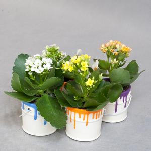 Каланхоэ (Kalanchoe)