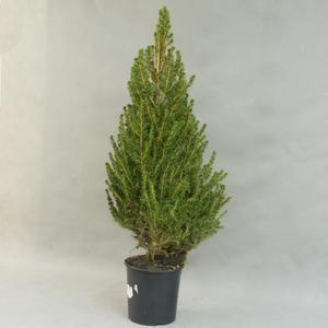 Пицея (Picea)