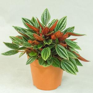 Пеперомия (Peperomia)