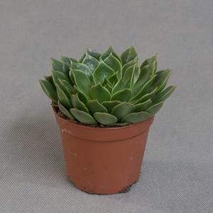 Эчеверия (Echeveria)