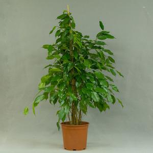 Фикус (Ficus)