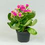 Каланхоэ (Kalanchoe)