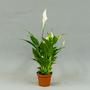 Спатифи́ллум (Spathiphyllum)