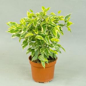 Фикус (Ficus)