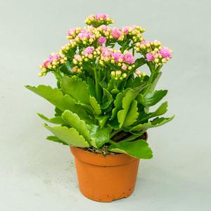 Каланхоэ (Kalanchoe)