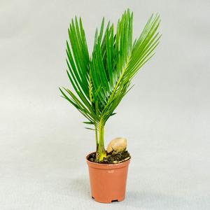 Цикас (Cycas)