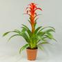 Гузмания (Guzmania)