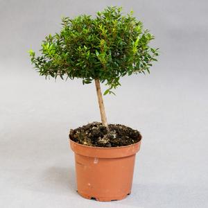 Мирт (Myrtus)