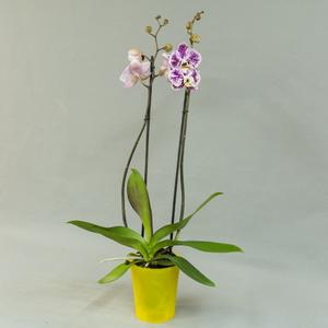 Фаленопсис (Phalaenopsis)