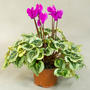 Каланхоэ (Kalanchoe)