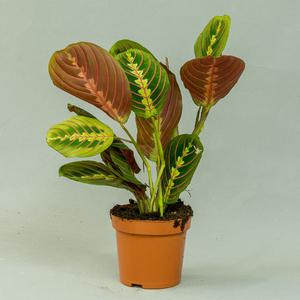 Маранта (Maranta)