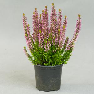 Каллуна (Calluna)