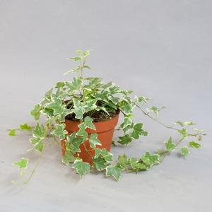 Хедера (Hedera)