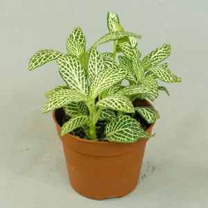 Фиттония (Fittonia)