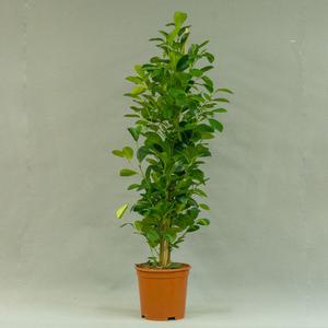 Фикус (Ficus)