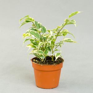 Фикус (Ficus)