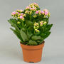 Каланхоэ (Kalanchoe)