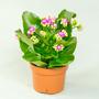 Каланхоэ (Kalanchoe)