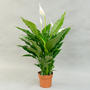 Спатифи́ллум (Spathiphyllum)