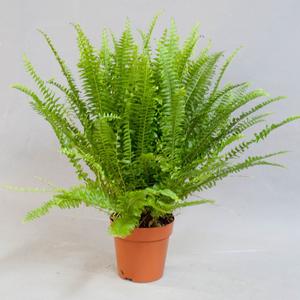 Нефролепис (Nephrolepis)