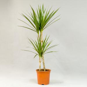 Драцена (Dracāena)