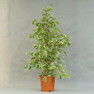 Фикус (Ficus)