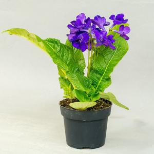 Стрептокарпус (Streptocarpus)