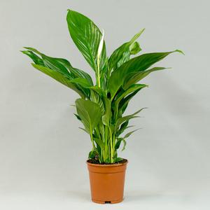 Спатифи́ллум (Spathiphyllum)