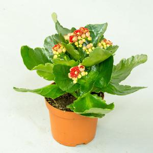 Каланхоэ (Kalanchoe)