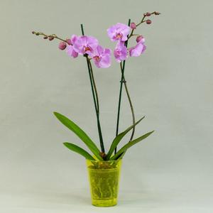 Фаленопсис (Phalaenopsis)