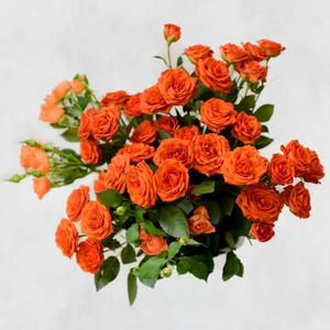 Кустовые розы - 5 шт