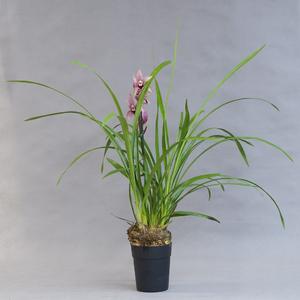 Цимбидиум (Cymbidium)