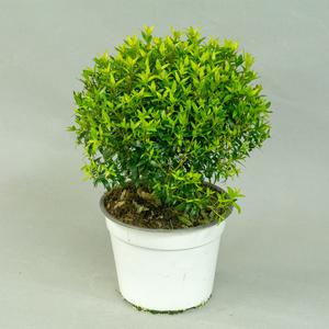 Мирт (Myrtus)