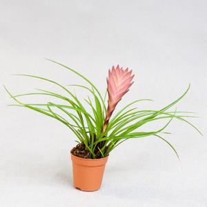 Тилландсия (Tillandsia)