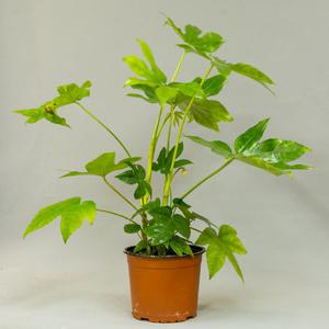 Фатсия (Fatsia)