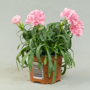 Диантус (Dianthus)