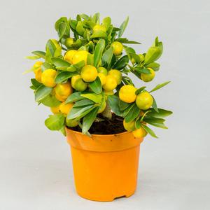 Каламондин (Citrofortunella calamondin)