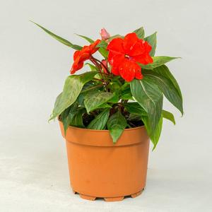 Импатиенс / Бальзамин (Impatiens)