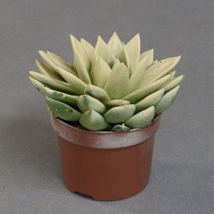 Эчеверия (Echeveria)