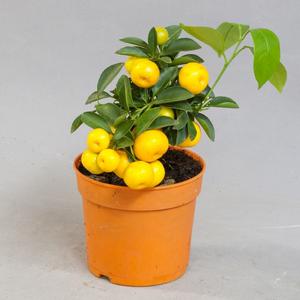 Каламондин (Citrofortunella calamondin)