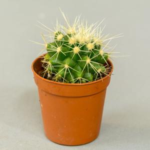 Эхинокактус Грузона (Echinocactus grusonii)