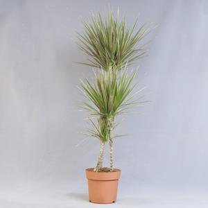 Драцена (Dracaena)