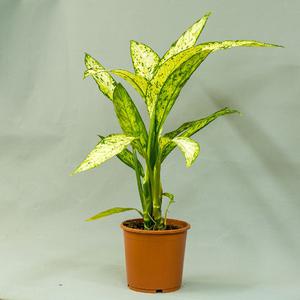 Диффенбахия (Dieffenbachia)