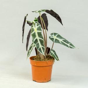 Алоказия (Alocasia)