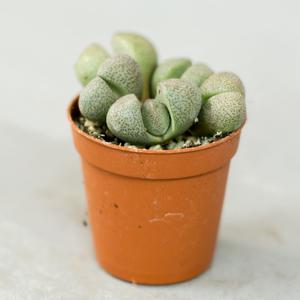 Литопс (Lithops) Живые камни