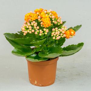 Каланхоэ (Kalanchoe)